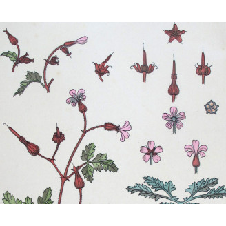Wild Geranium – Eugène Grasset (1896) | Original Art Nouveau Lithograph