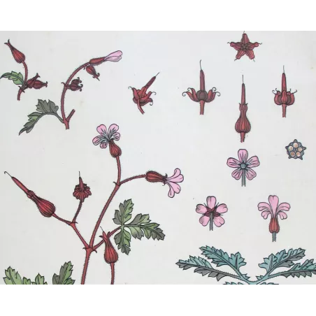 Wild Geranium –  Eugène Grasset – Original Art Nouveau Print