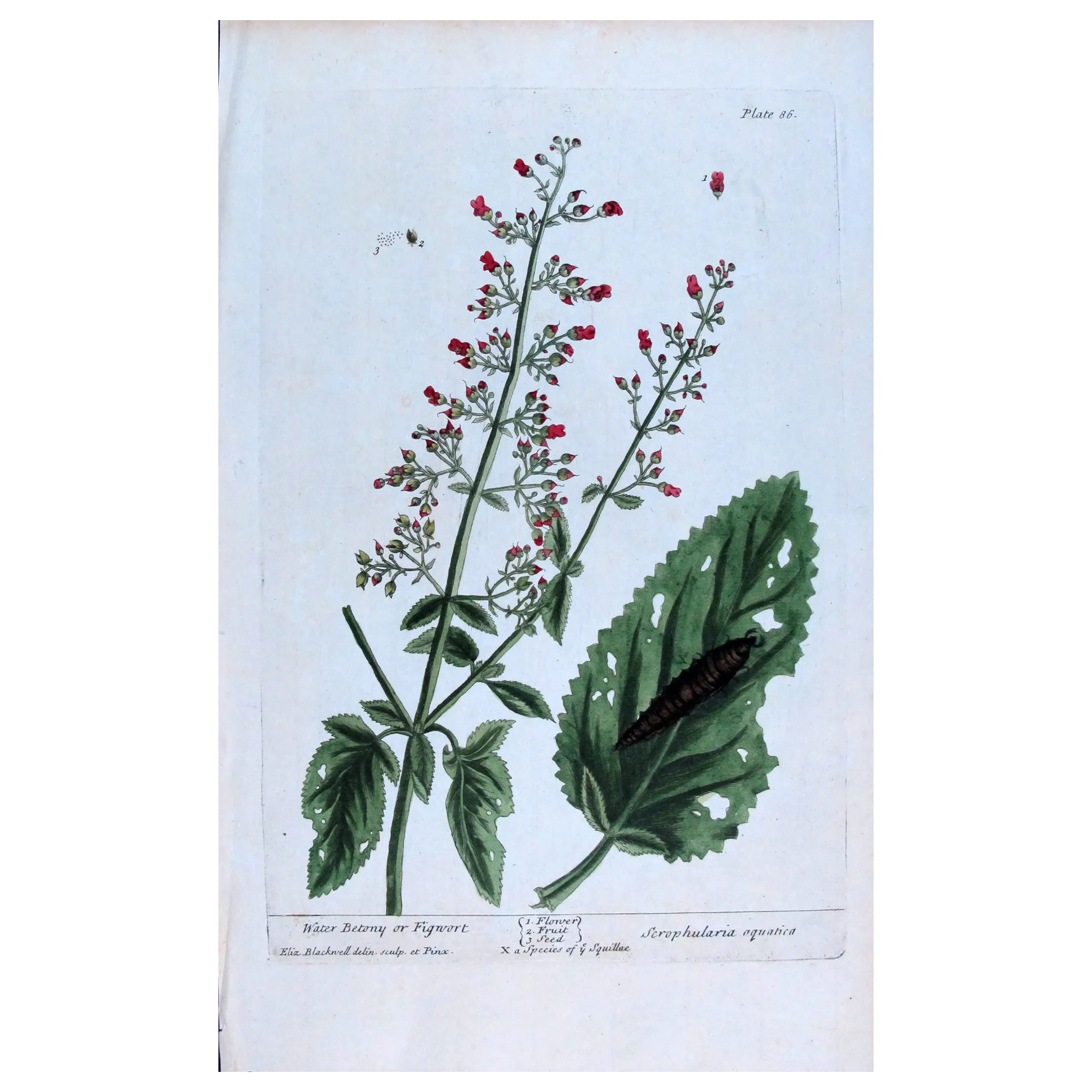 Antique Botanical Print – Elisabeth Blackwell – Water Figwort
