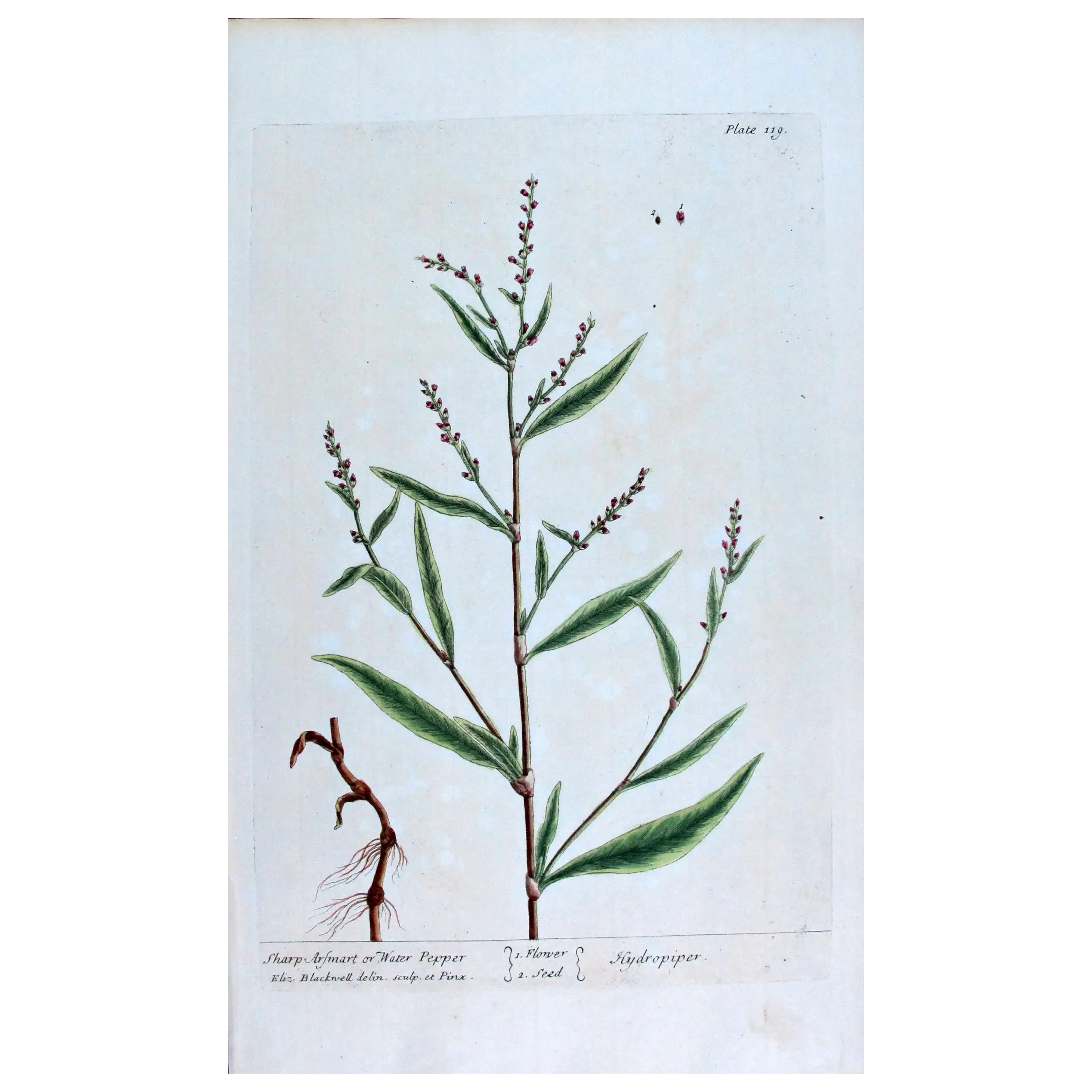 Antique Botanical Print – Elisabeth Blackwell – Water Pepper