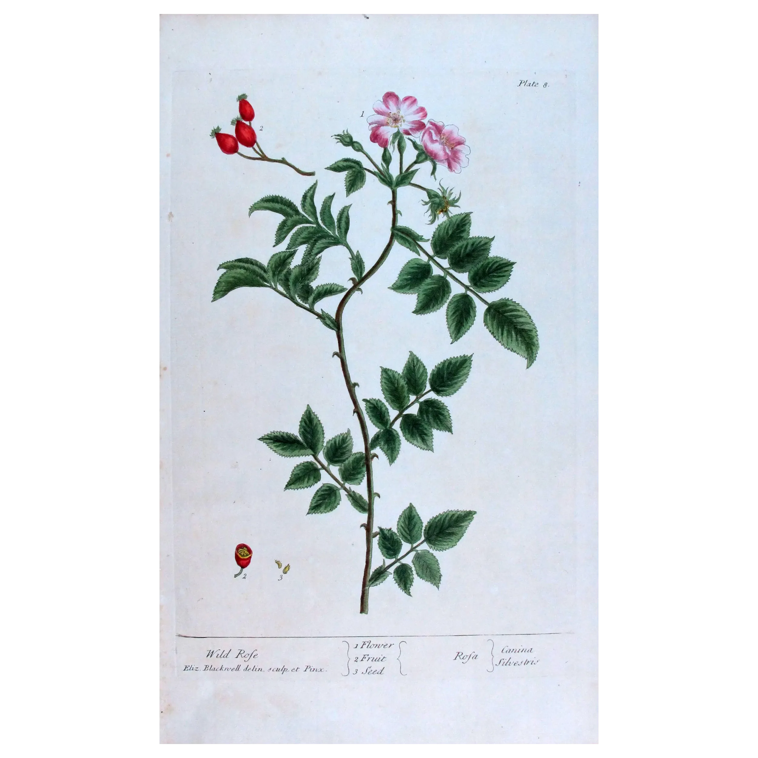 Antique Print by Elisabeth Blackwell – Wild Rose (Rosa canina)