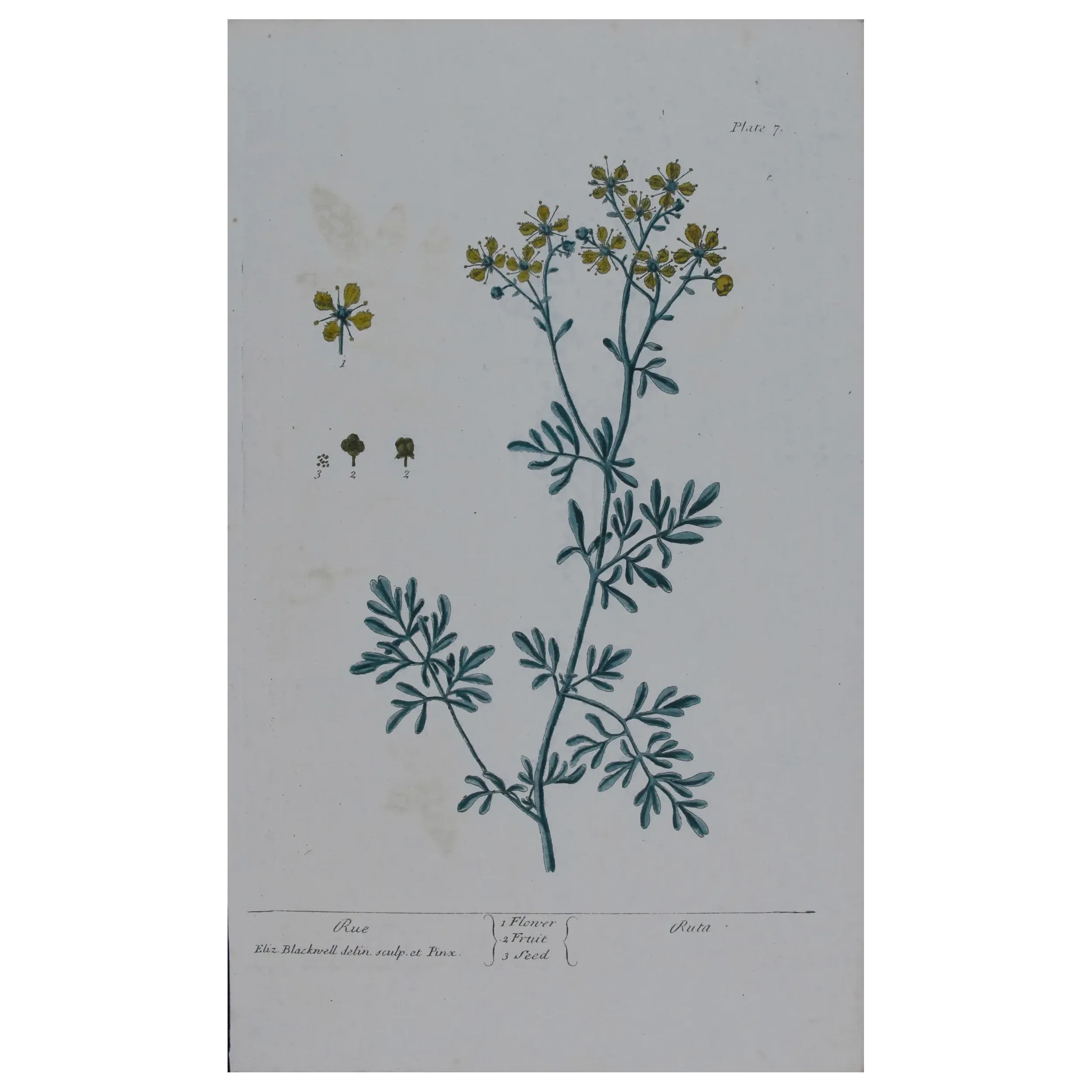 Antique Botanical Print – Elisabeth Blackwell – Rue