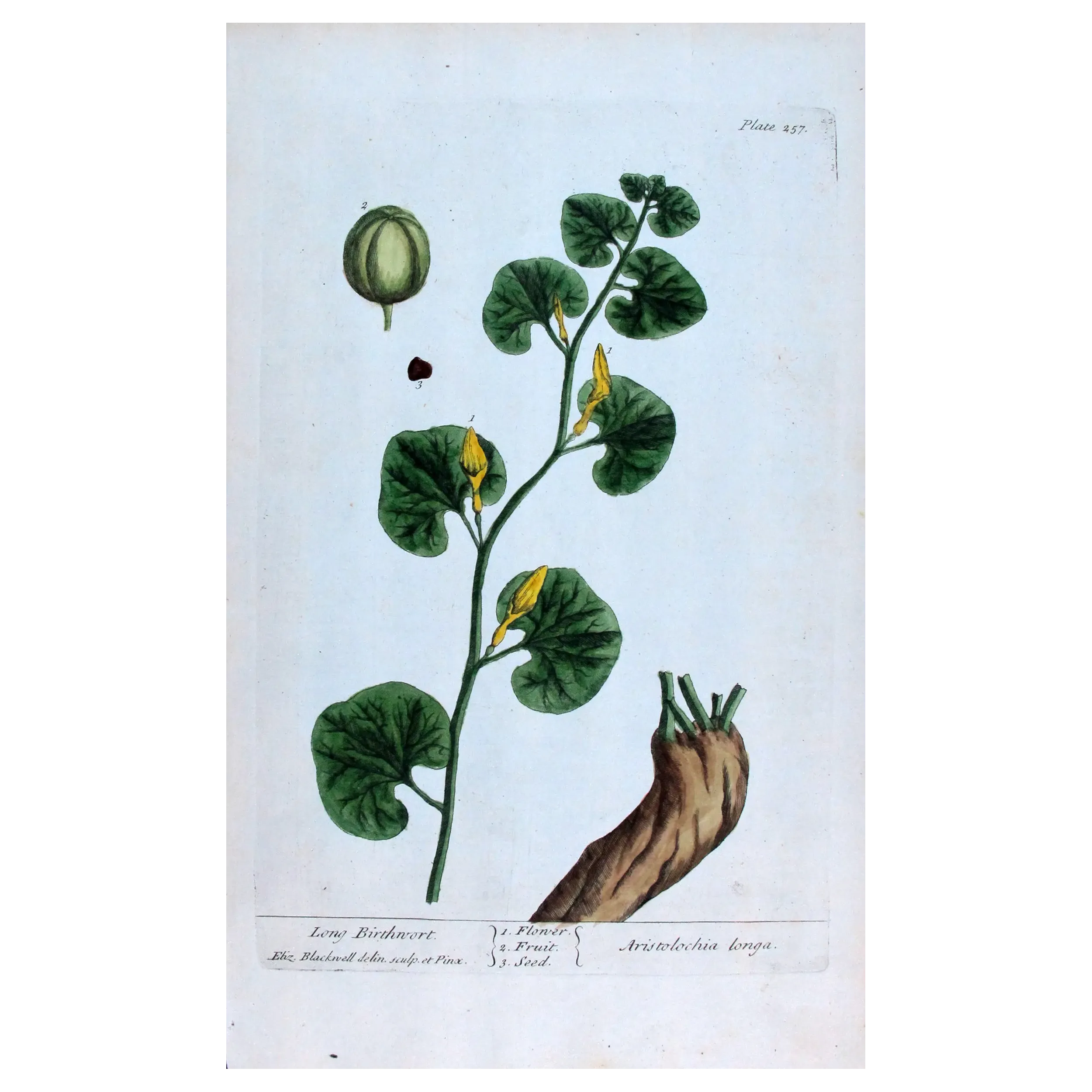 Antique Botanical Print – Elisabeth Blackwell – Long Birthwort