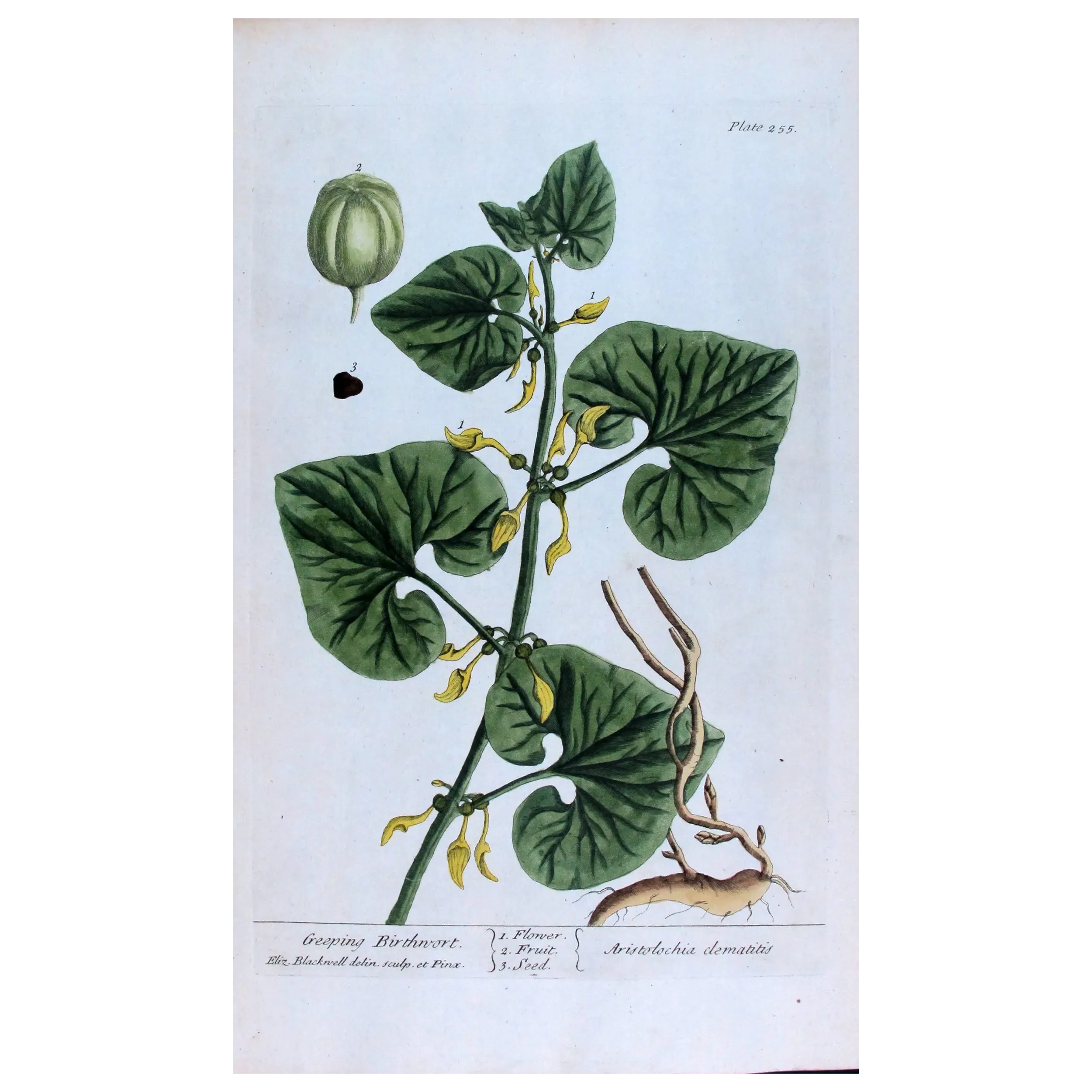 Antique Botanical Print – Elisabeth Blackwell – Creeping Birthwort