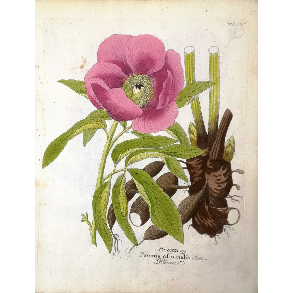 Common Peony – Paeonia officinalis, botanical engraving by Ferdinand Bernhard Vietz