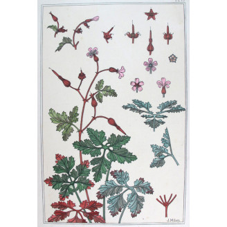 Wild Geranium – Eugène Grasset (1896) | Original Art Nouveau Lithograph