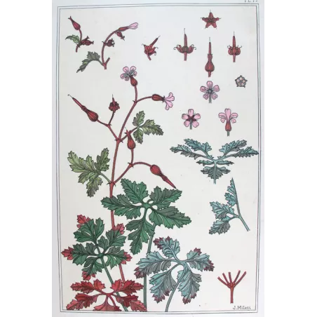 Wild Geranium –  Eugène Grasset – Original Art Nouveau Print