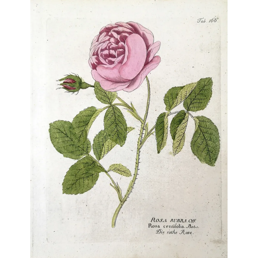 Provence Rose – Rosa centifolia, botanical engraving by Ferdinand Bernhard Vietz