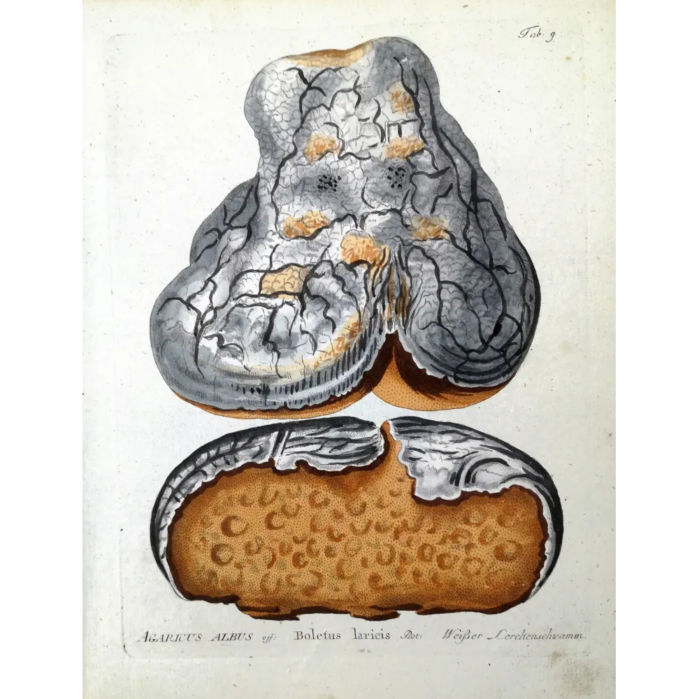 Larch Bracket – Boletus laricis, botanical engraving by Ferdinand Bernhard Vietz