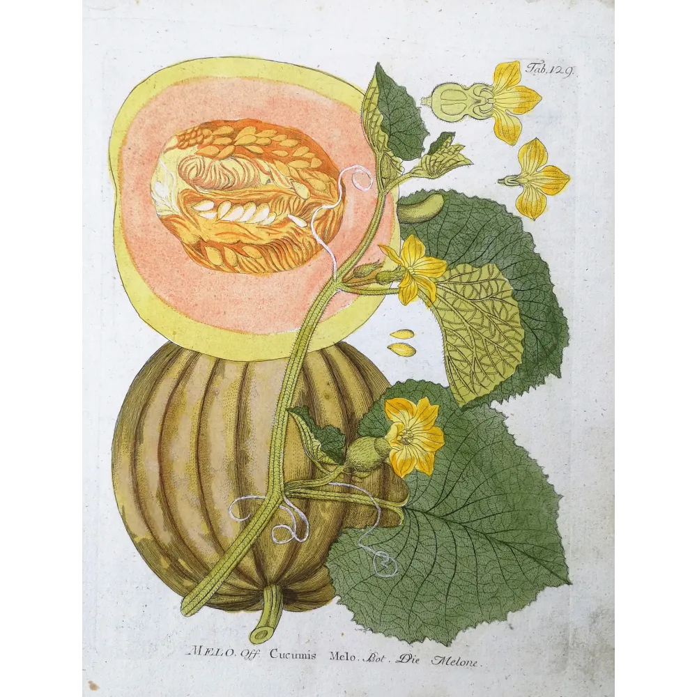 Melon – Cucumis melo, botanical engraving by Ferdinand Bernhard Vietz