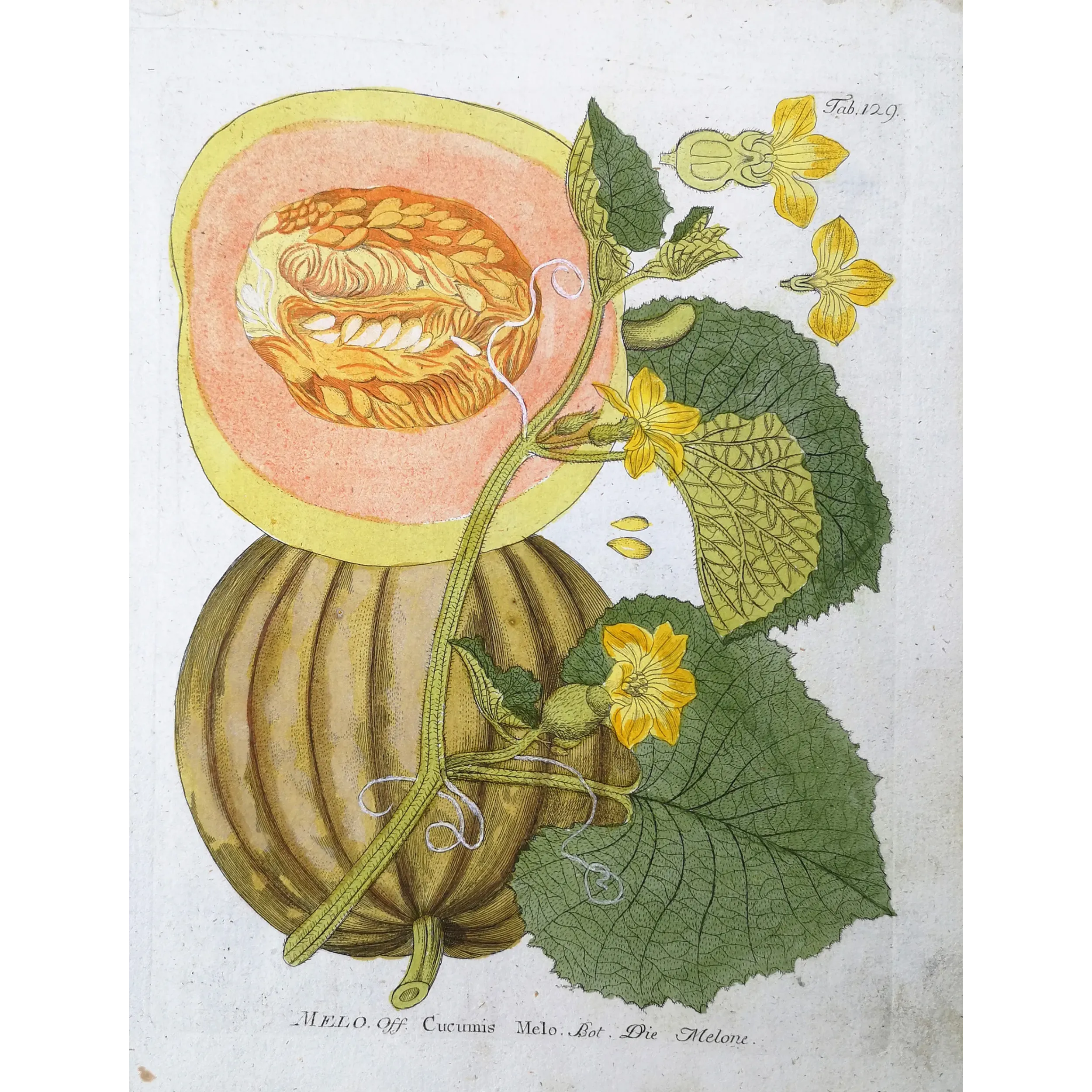 Antique Botanical Print – Ferdinand Bernhard Vietz – Melon