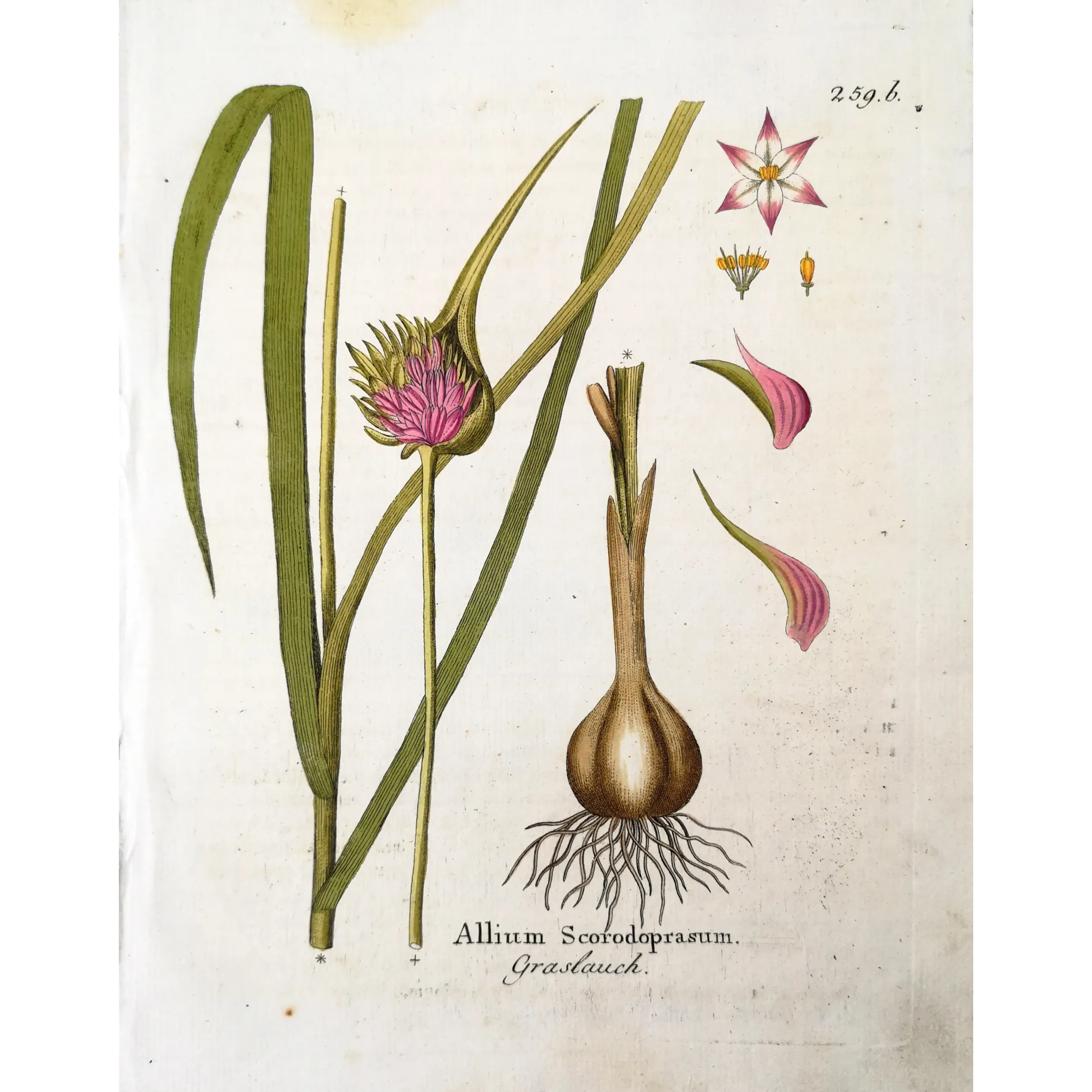 Antique Botanical Print – Ferdinand Bernhard Vietz – Sand leek