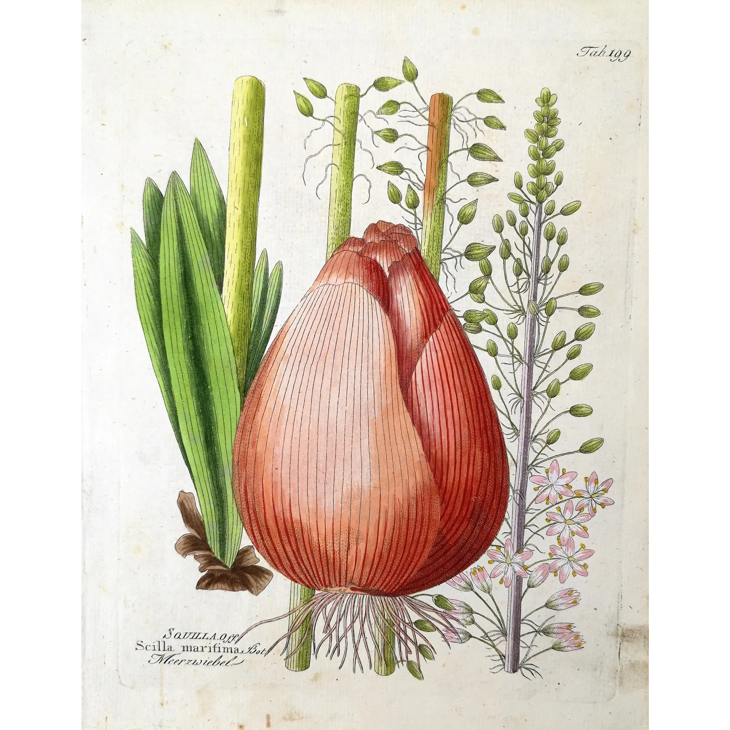 Antique Botanical Print – Ferdinand Bernhard Vietz – Sea squill