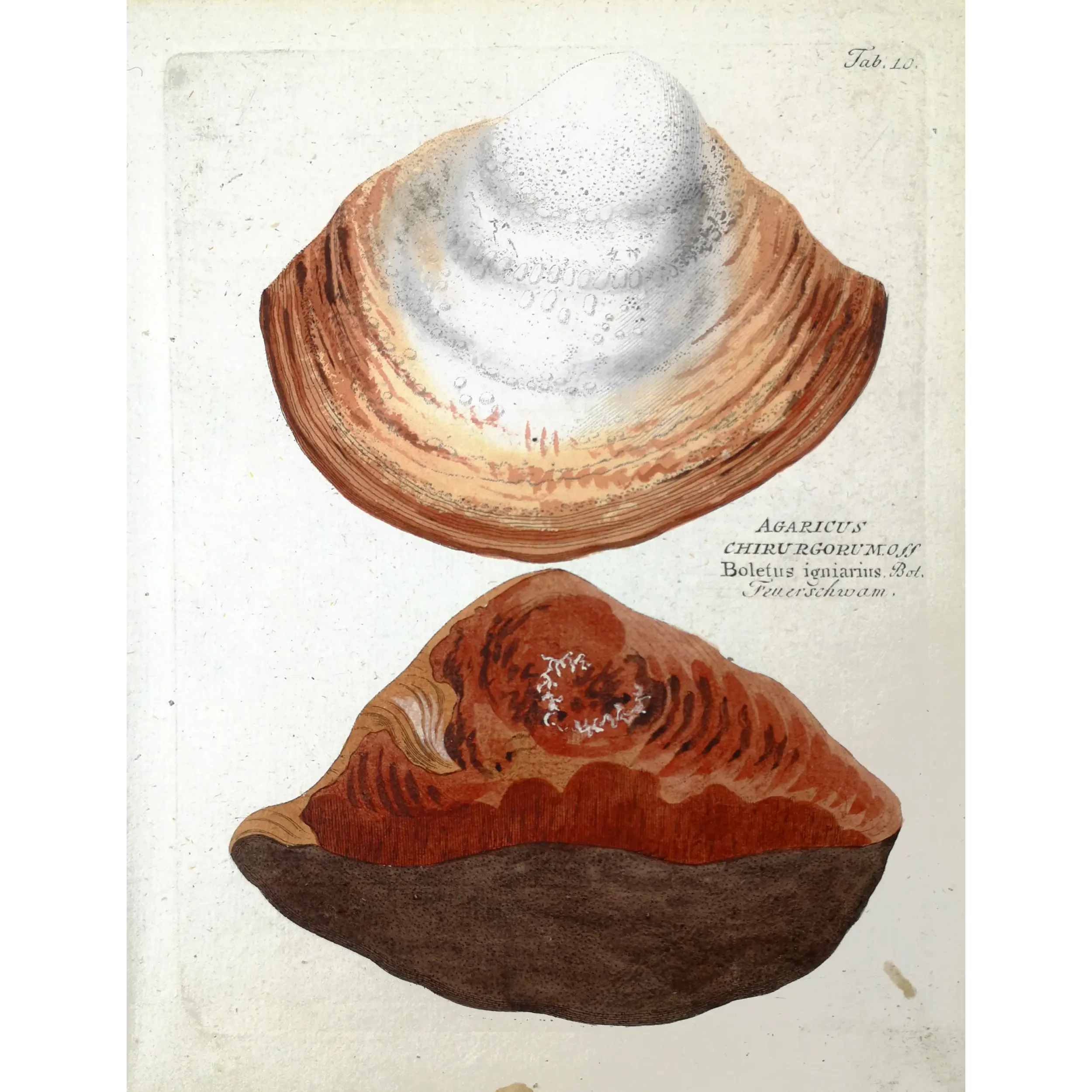 Antique Botanical Print – Ferdinand Bernhard Vietz – Hoof fungus