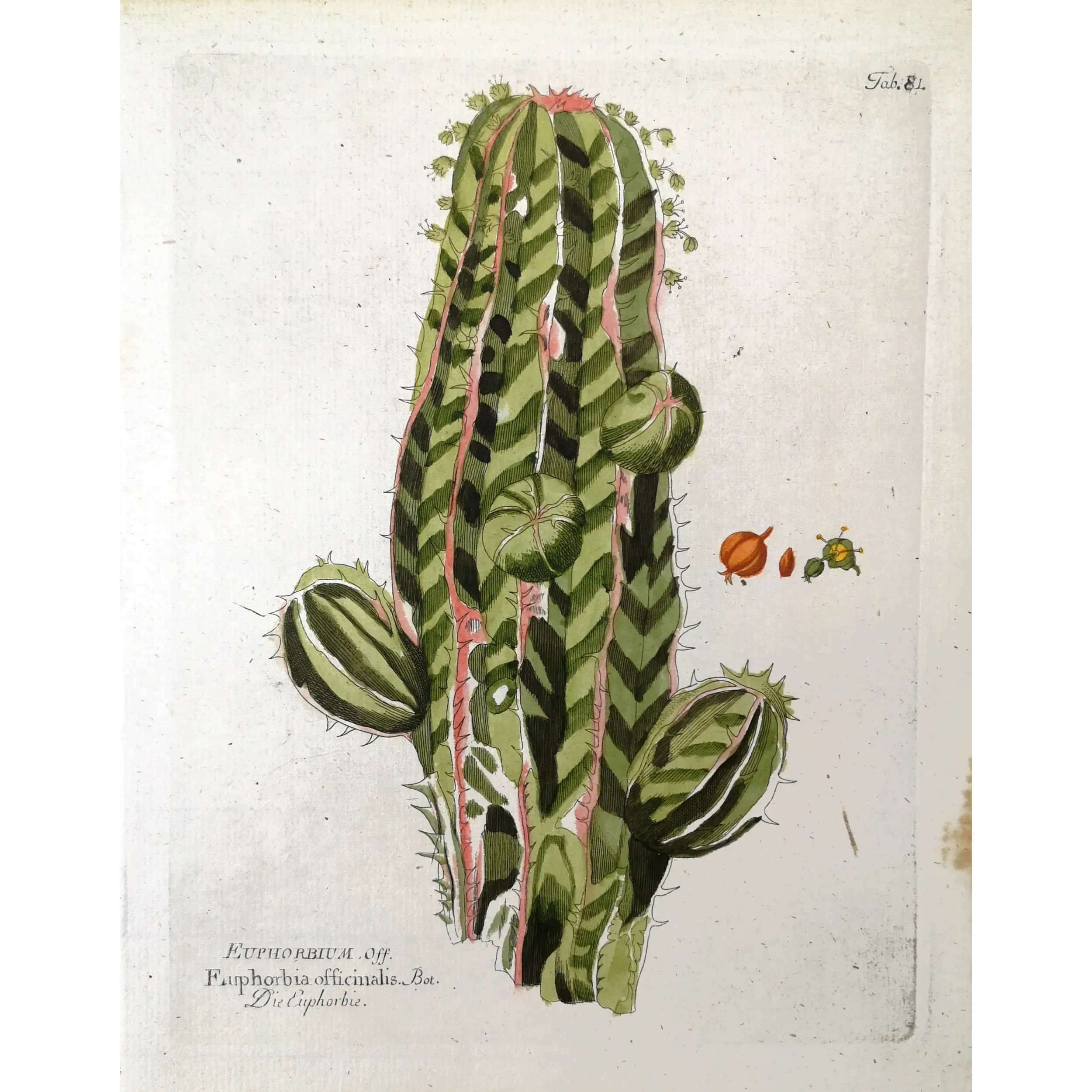 Antique Botanical Print – Ferdinand Bernhard Vietz – Euphorbia