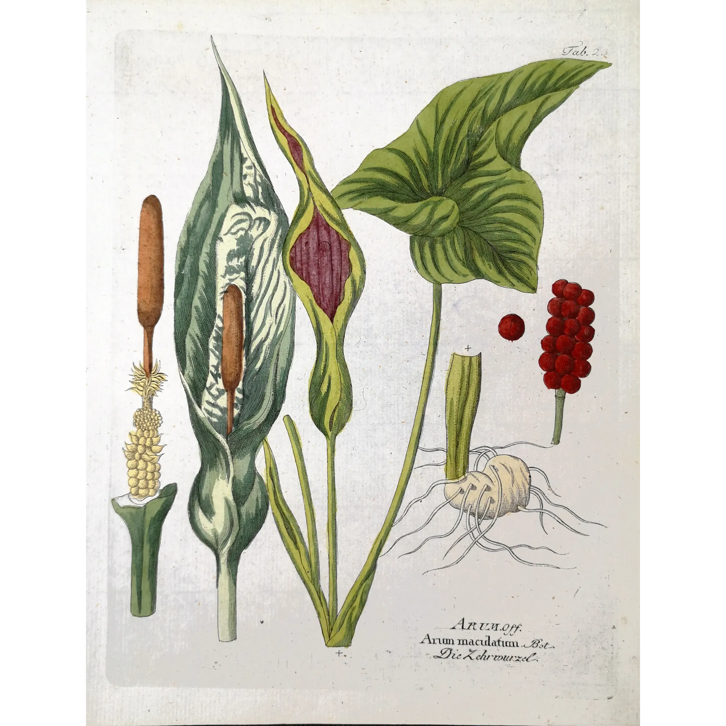Antique Botanical Print – Ferdinand Bernhard Vietz – Cuckoo pint