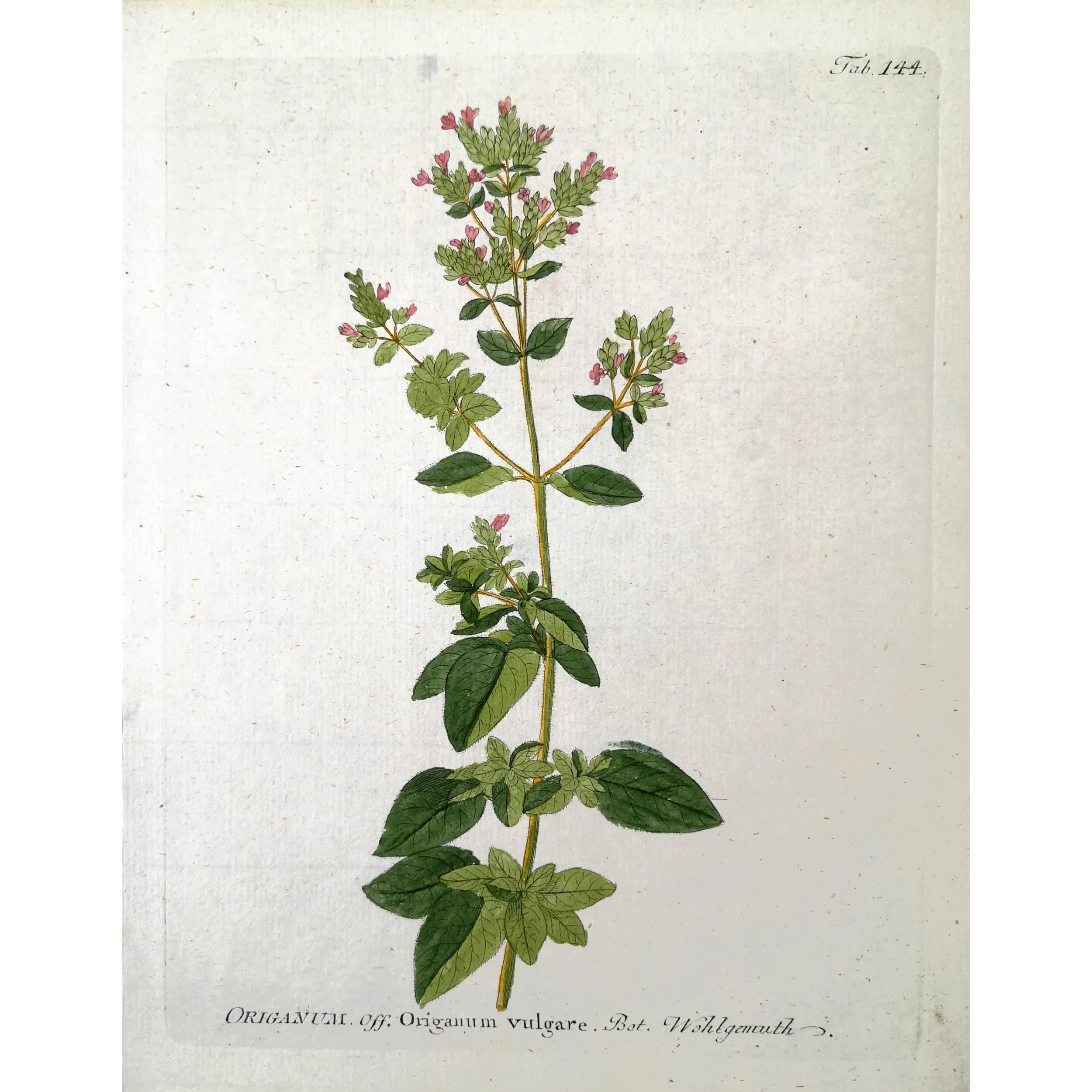 Antique Botanical Print – Ferdinand Bernhard Vietz – Oregano