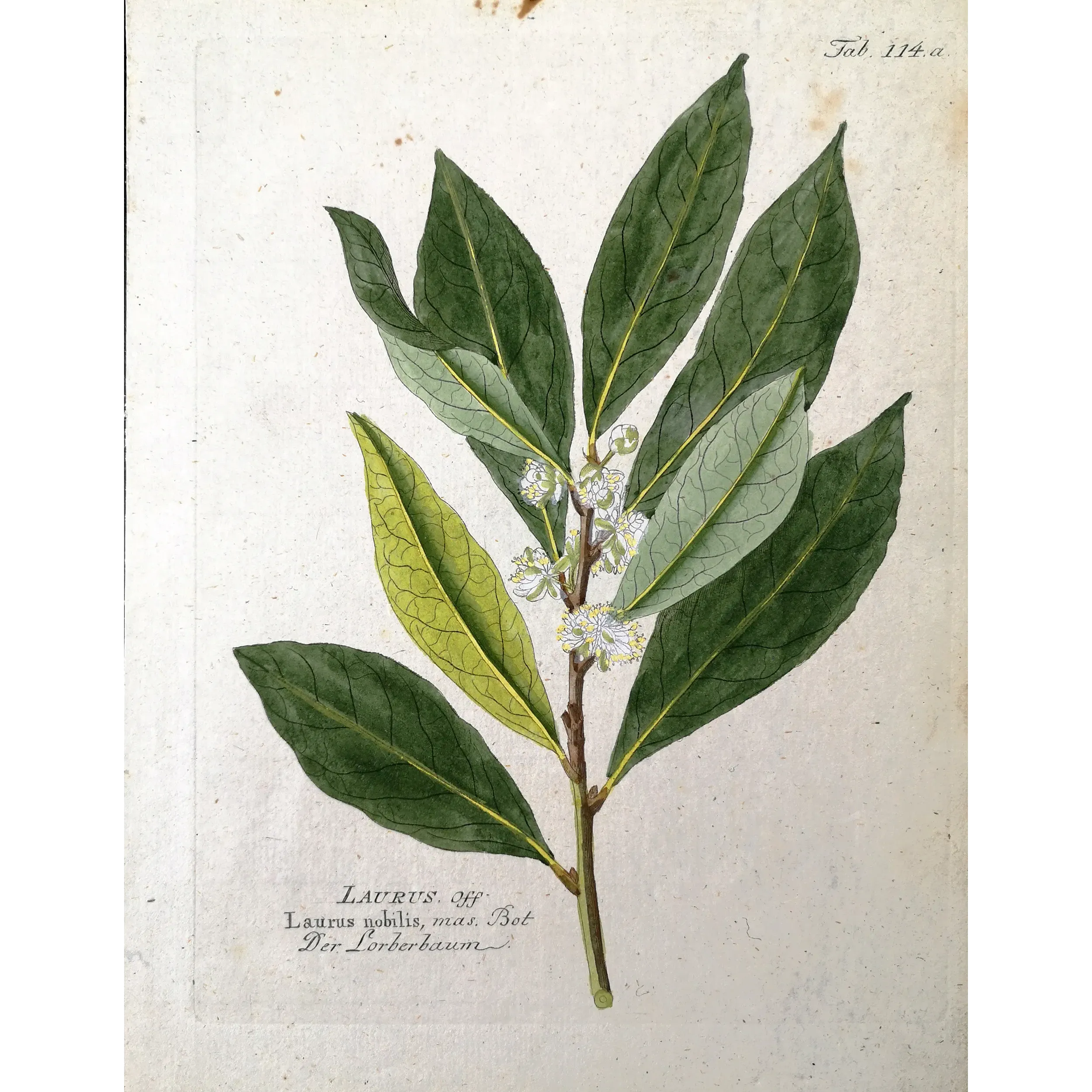 Antique Botanical Print – Ferdinand Bernhard Vietz – Bay laurel