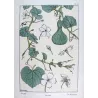 Eugène Grasset – Gourd (Plate 13), Original Lithograph from La Plante (1896)