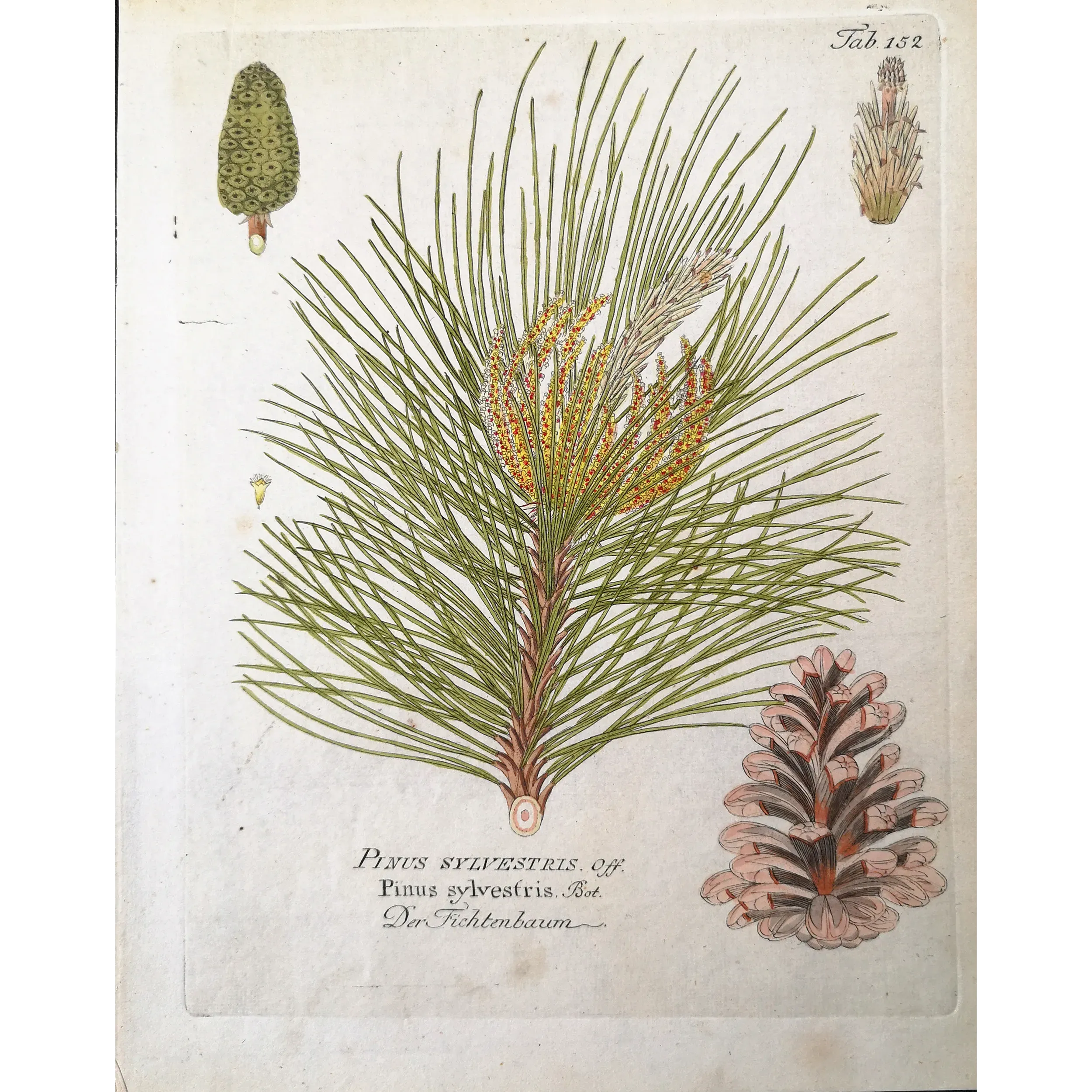 Antique Botanical Print – Ferdinand Bernhard Vietz – Scots pine