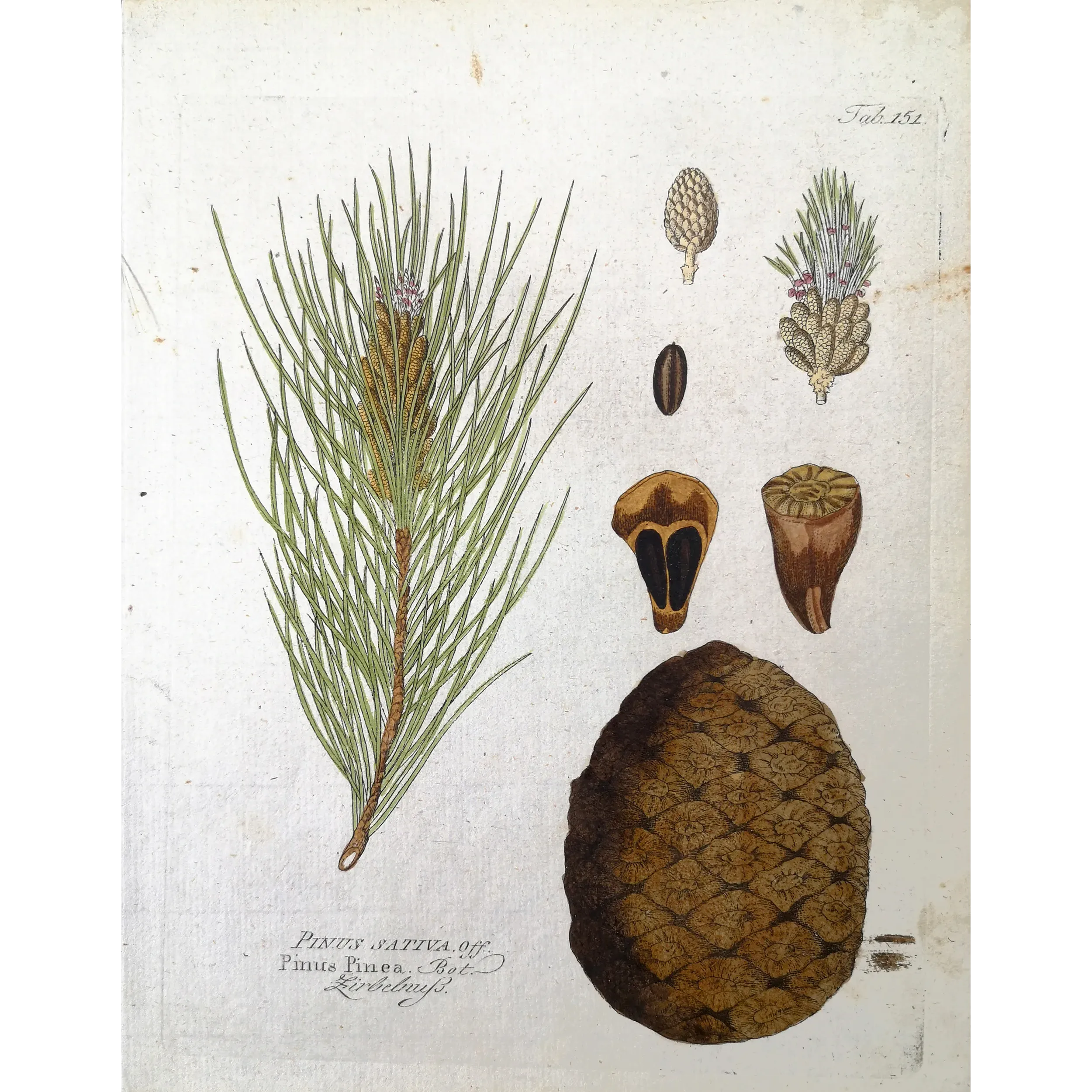 Antique Botanical Print – Ferdinand Bernhard Vietz – Stone pine