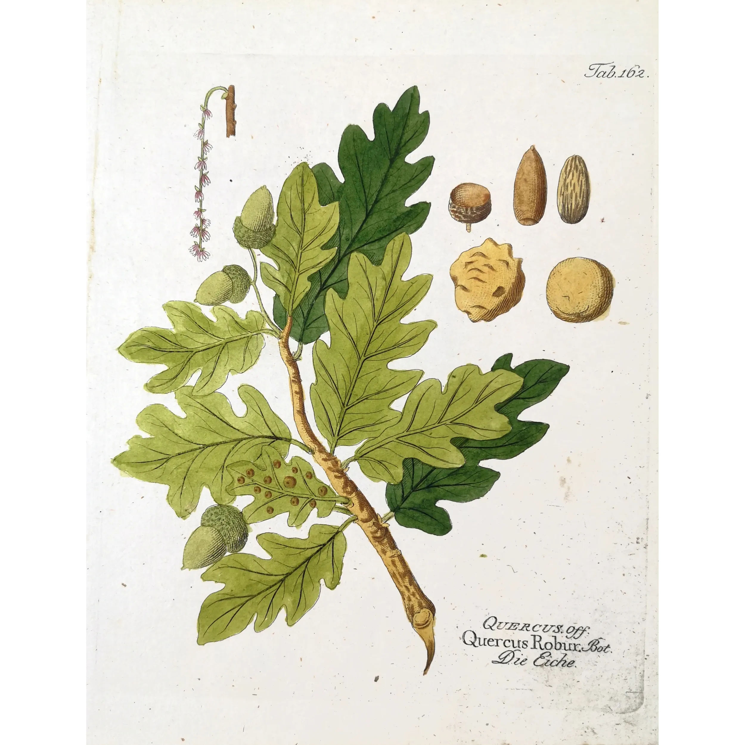 Antique Botanical Print – Ferdinand Bernhard Vietz – English oak
