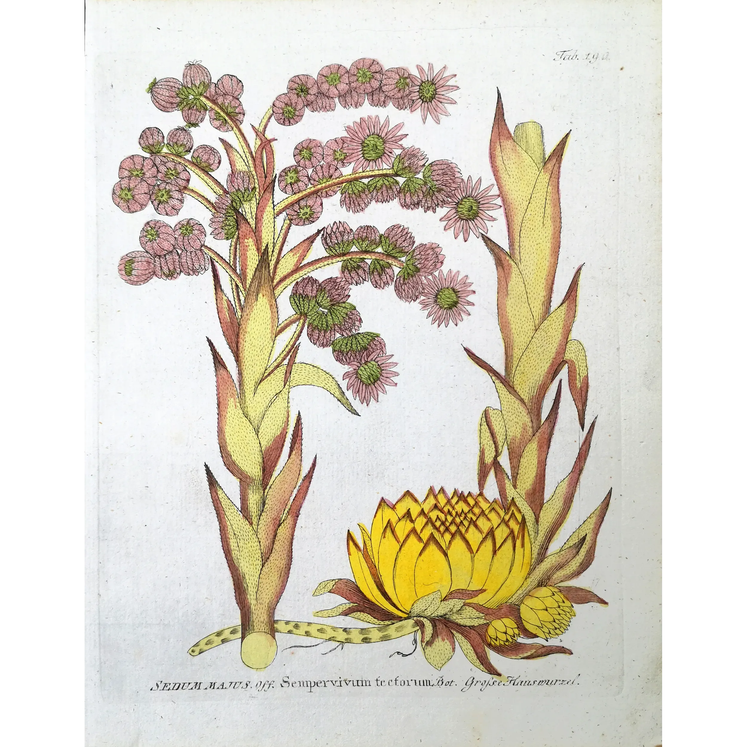 Antique Botanical Print – Ferdinand Bernhard Vietz – Houseleek
