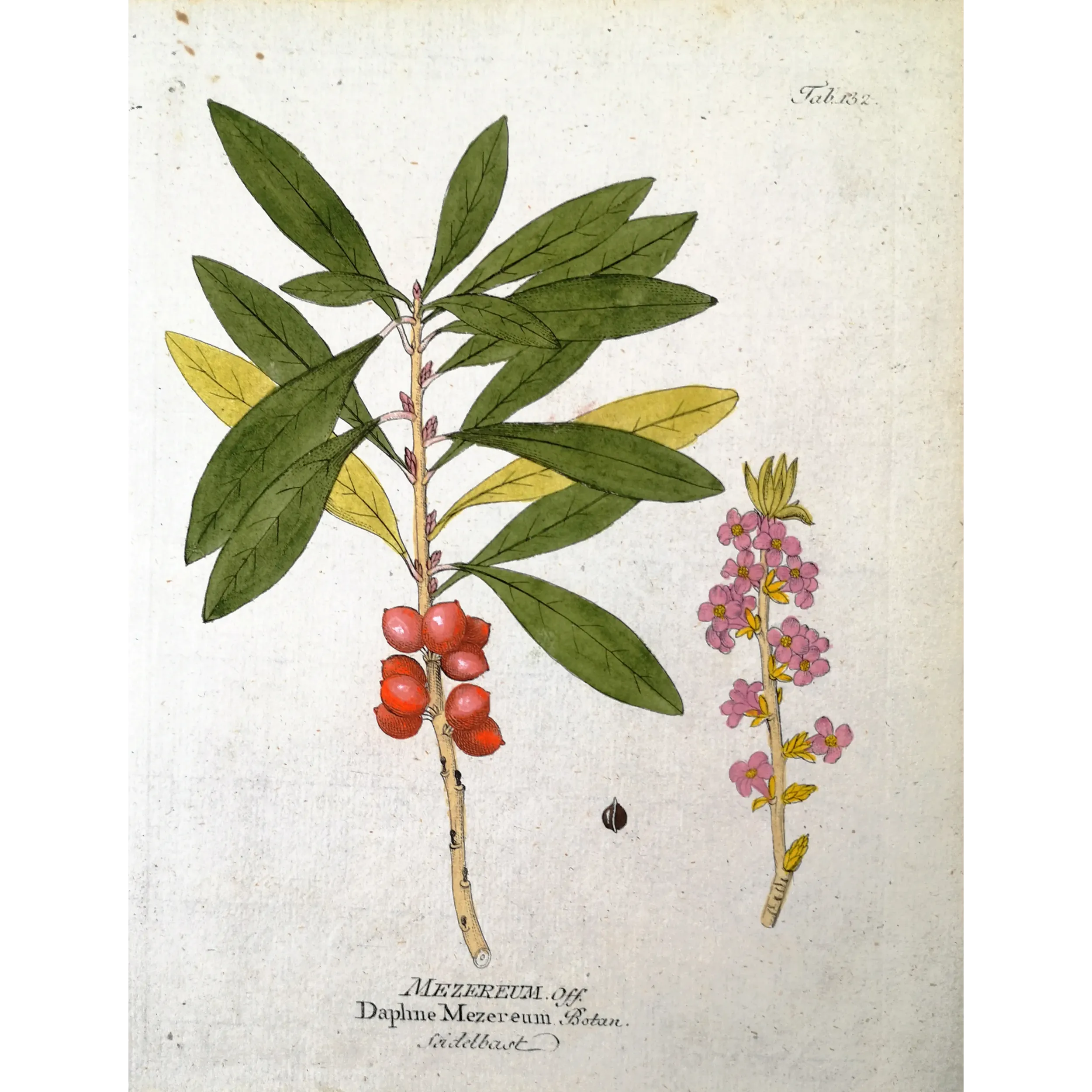 Antique Botanical Print – Ferdinand Bernhard Vietz – Mezereum