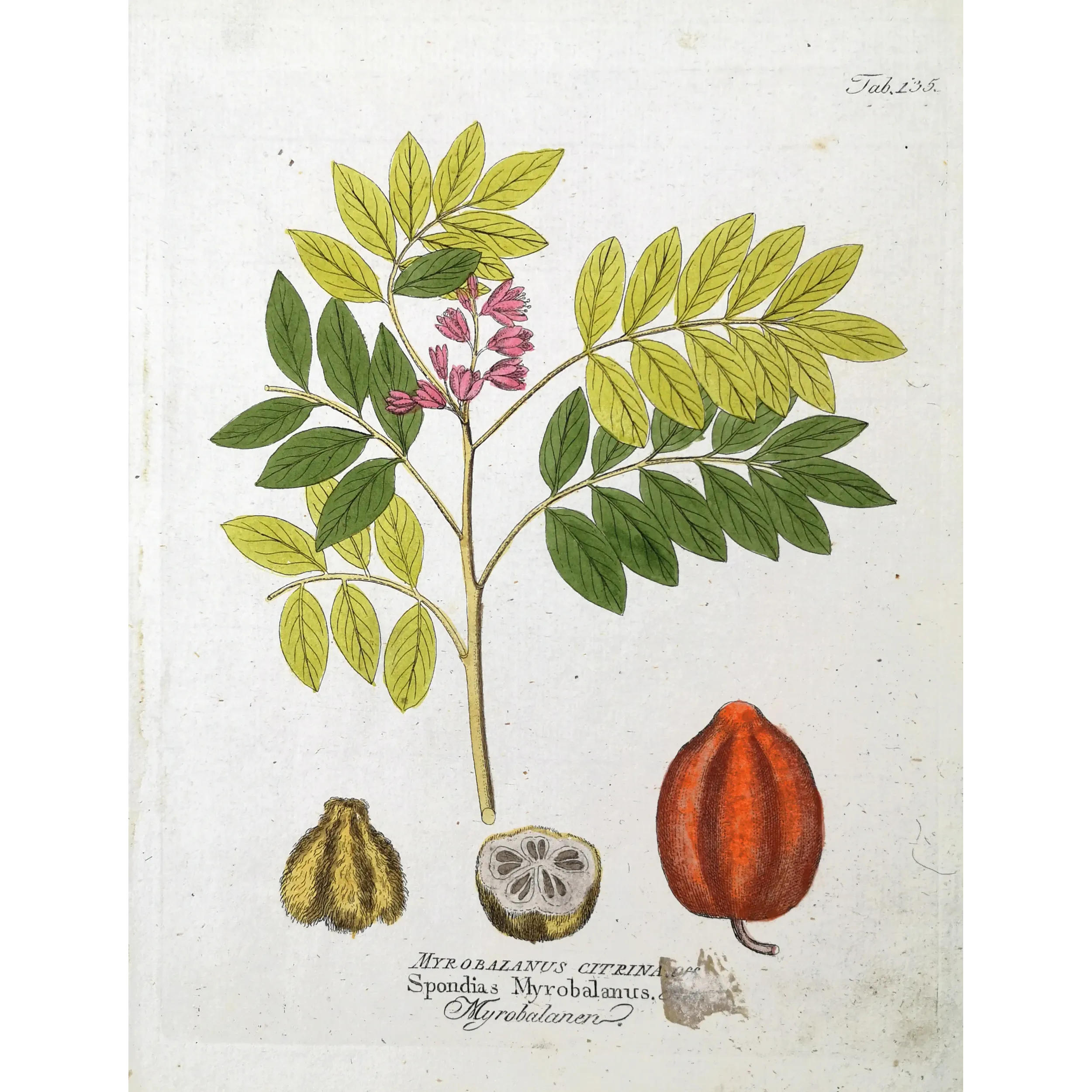 Antique Botanical Print – Ferdinand Bernhard Vietz – Myrobalan