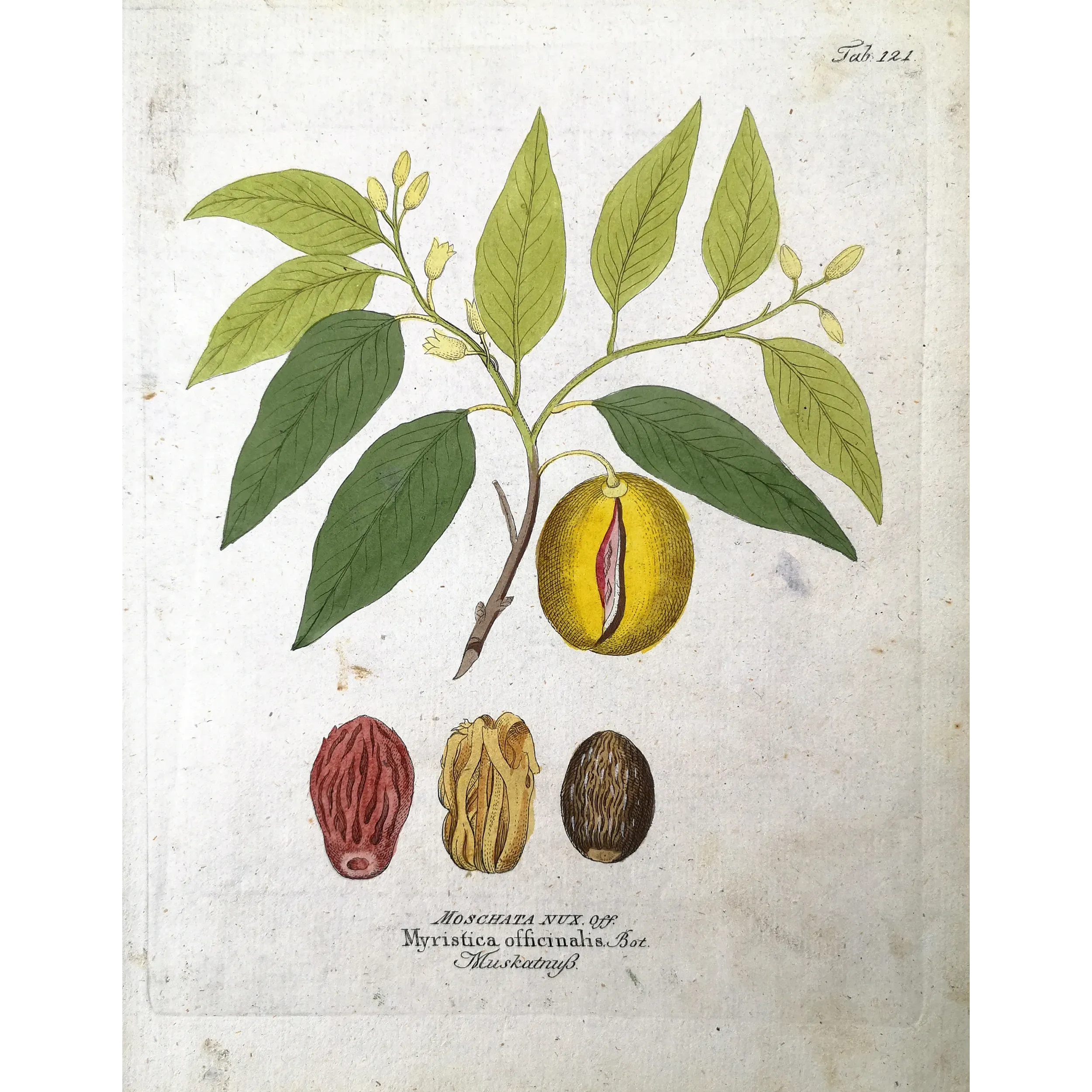 Antique Botanical Print – Ferdinand Bernhard Vietz – Nutmeg