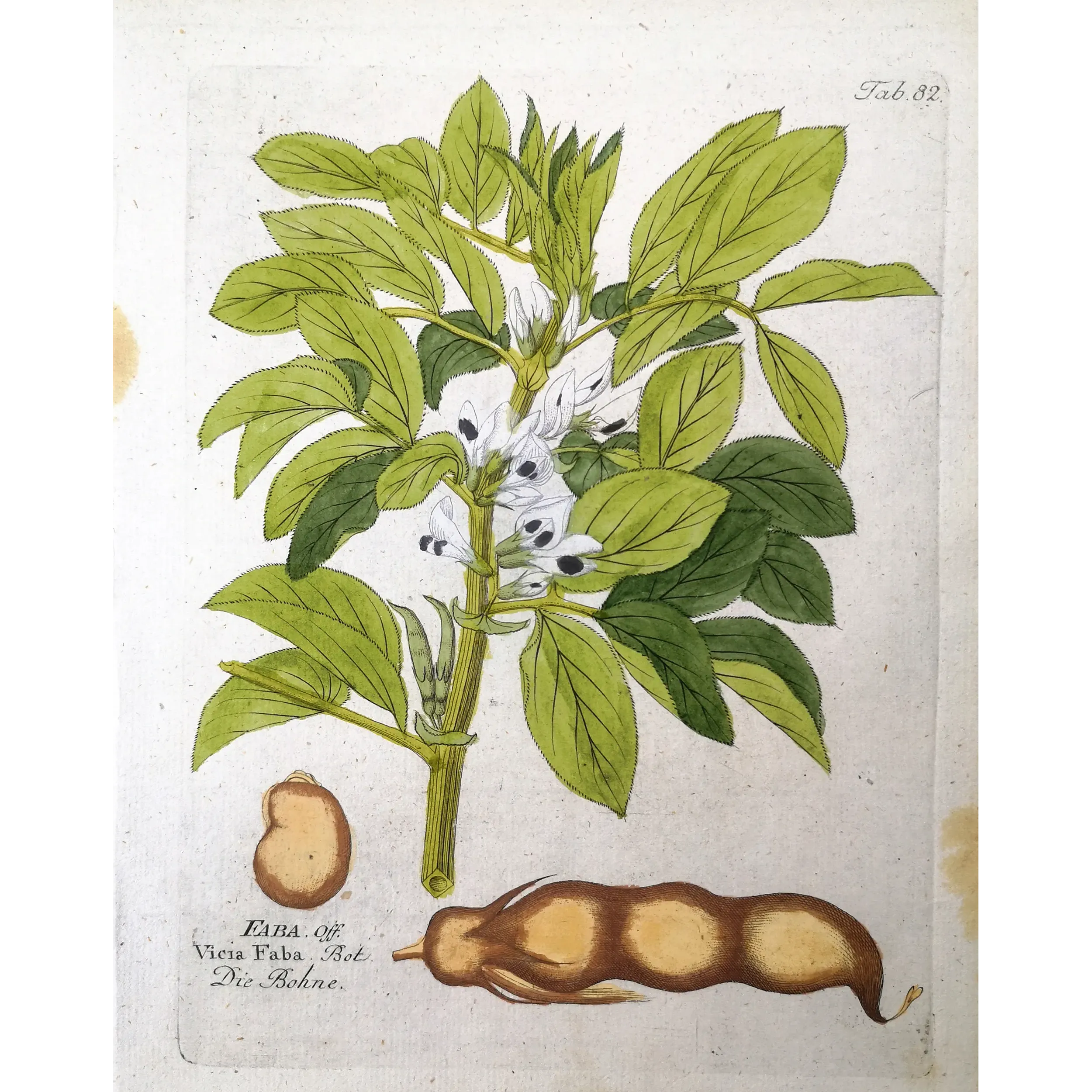 Antique Botanical Print – Ferdinand Bernhard Vietz – Broad bean
