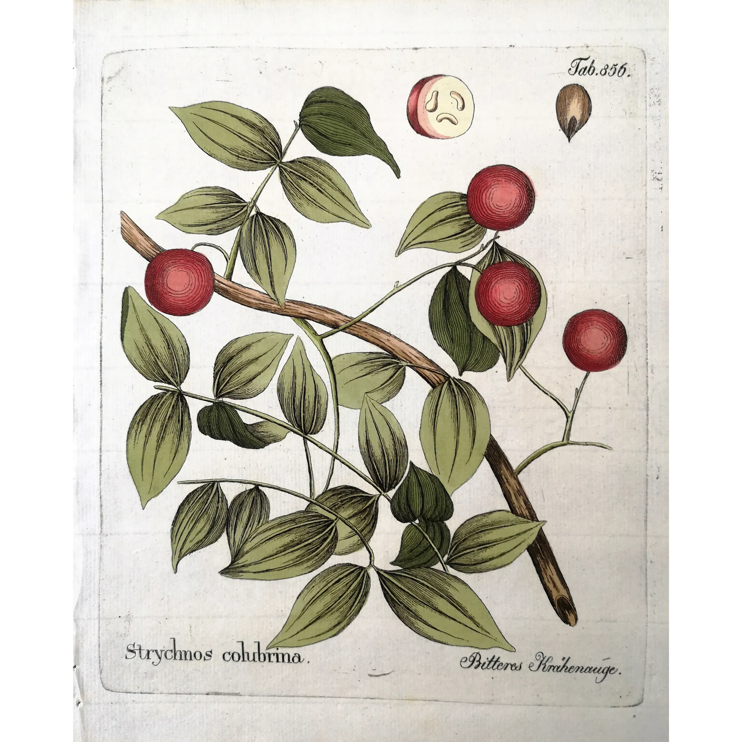 Antique Botanical Print – Ferdinand Bernhard Vietz – Strychnos colubrina  Original hand