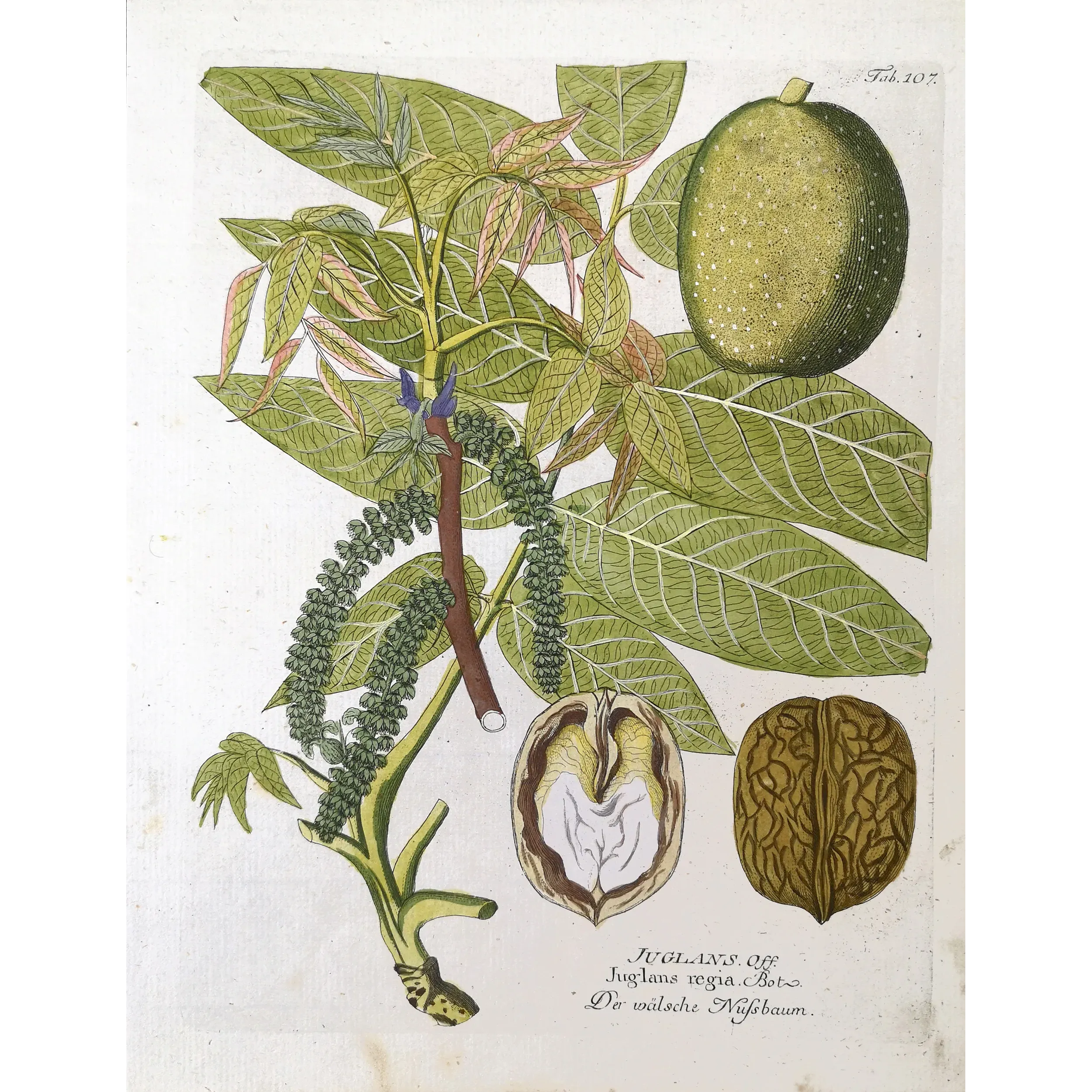 Antique Botanical Print – Ferdinand Bernhard Vietz – English walnut