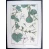 Eugène Grasset – Gourd (Plate 13), Original Lithograph from La Plante (1896)