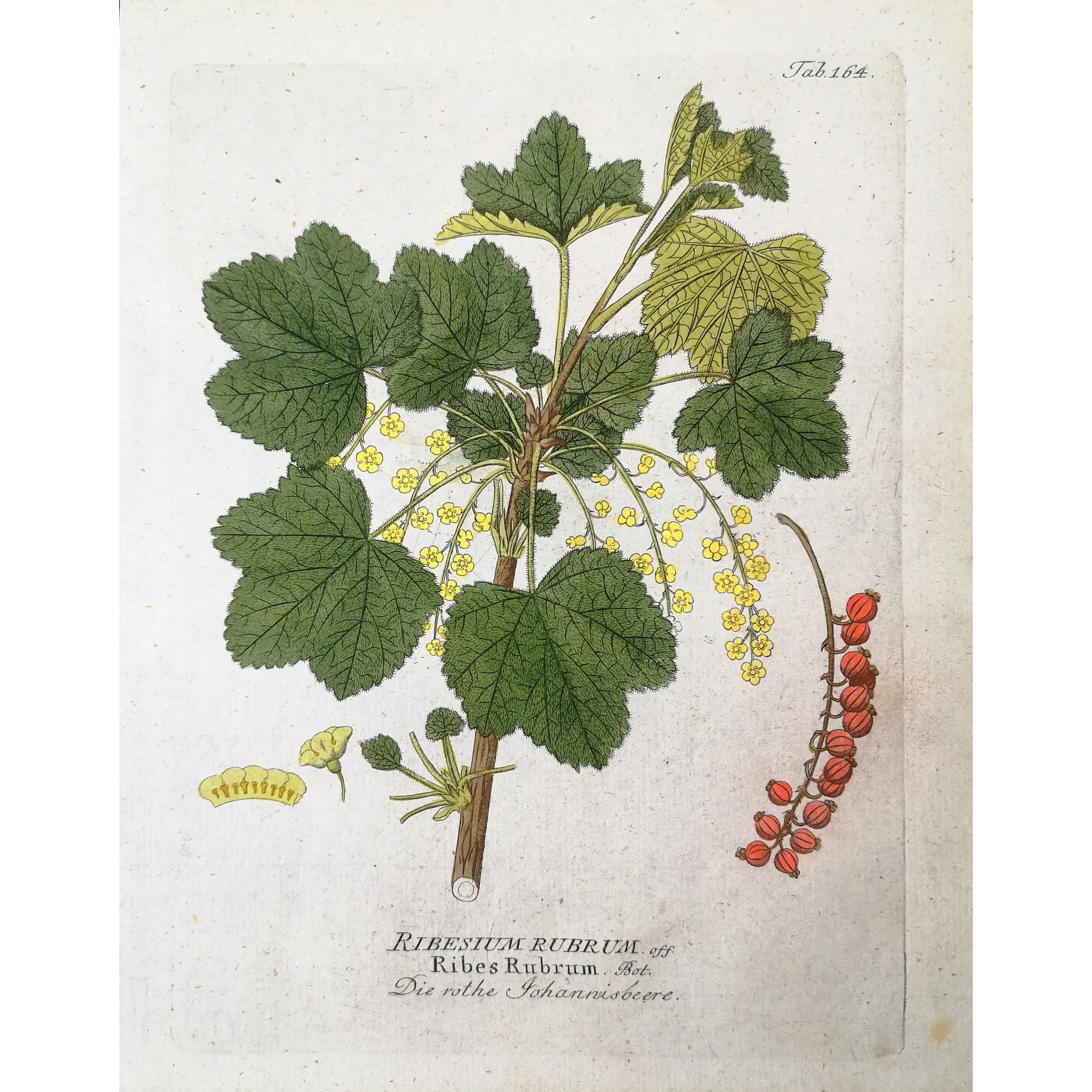 Antique Botanical Print – Ferdinand Bernhard Vietz – Redcurrant