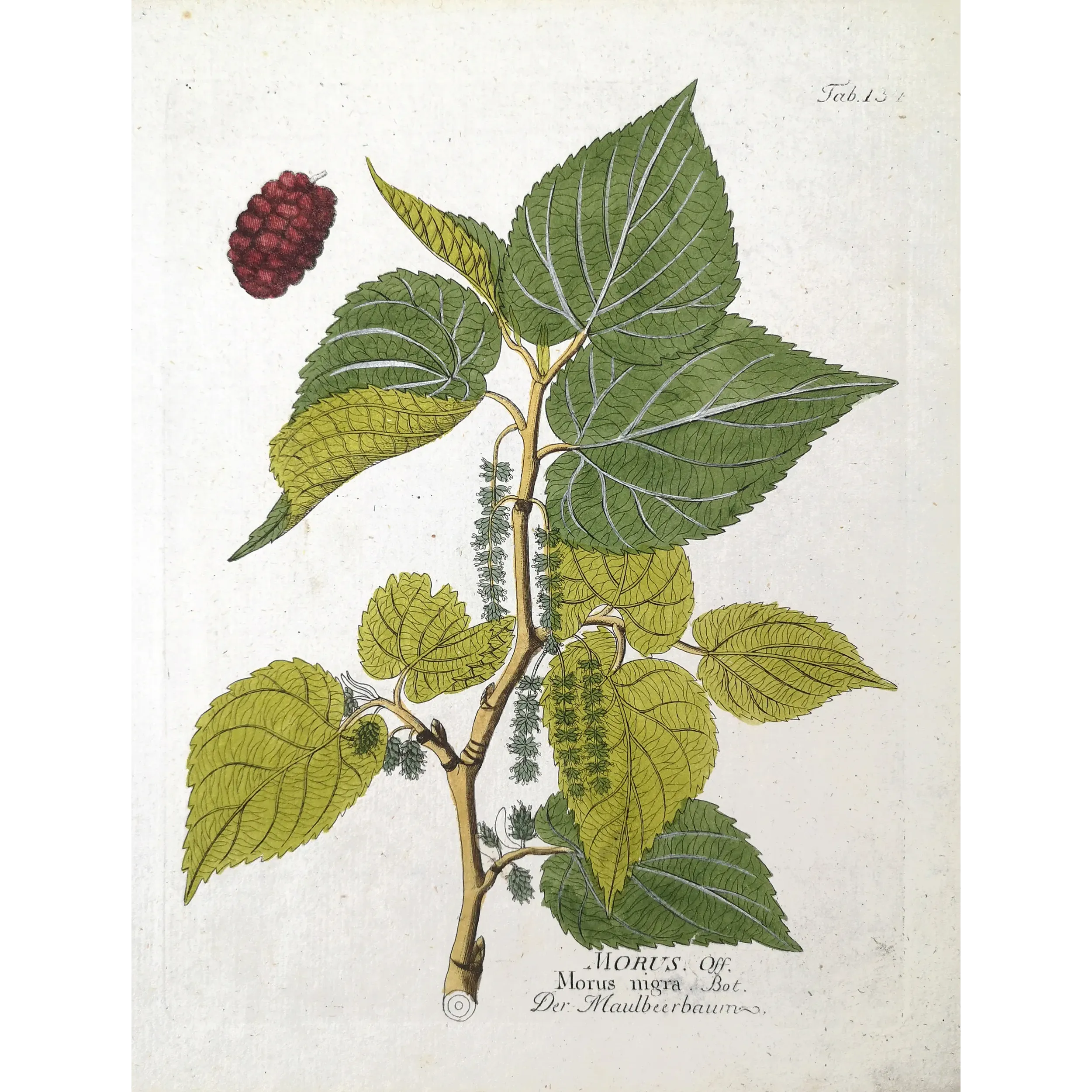Antique Botanical Print – Ferdinand Bernhard Vietz – Black mulberry