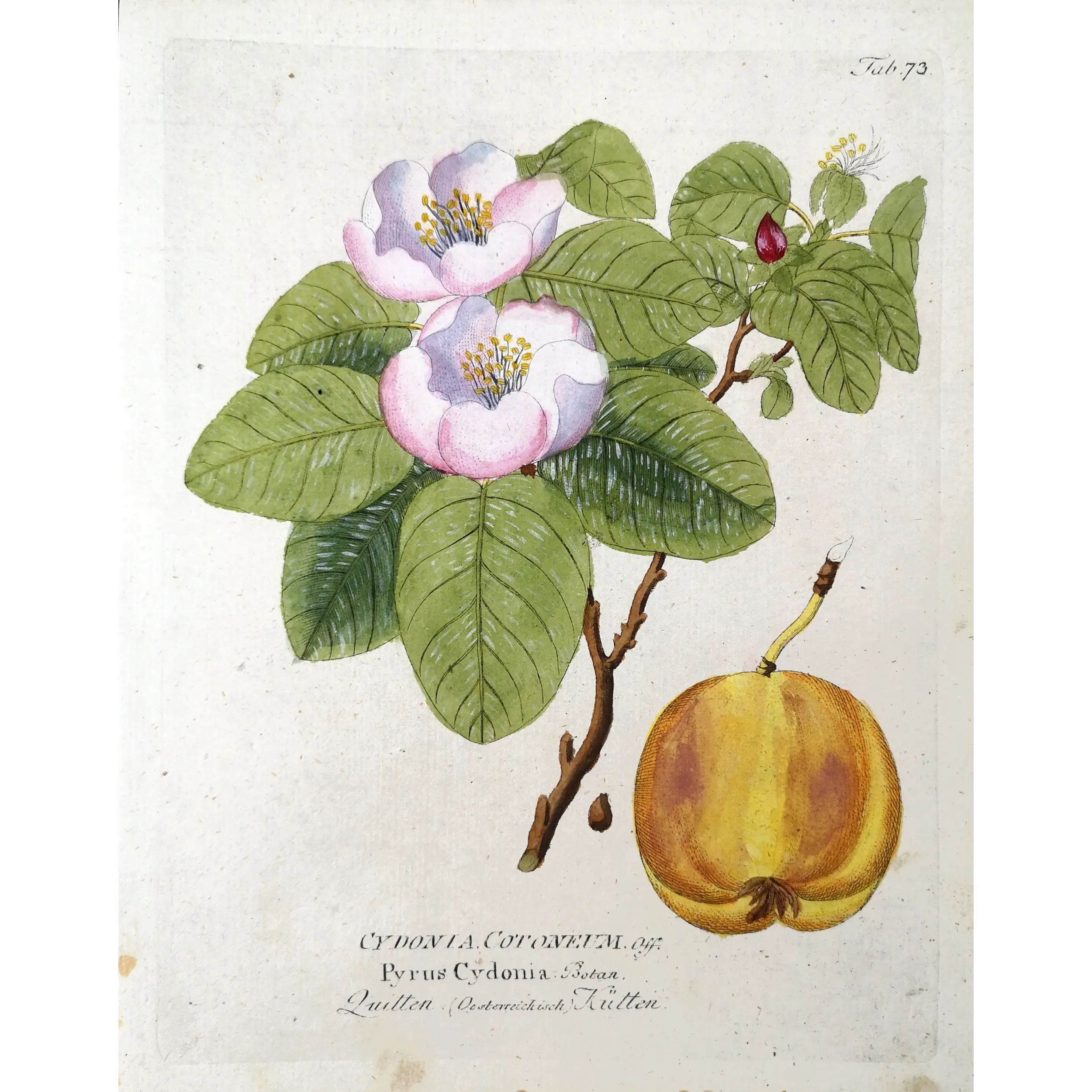 Antique Botanical Print – Ferdinand Bernhard Vietz – Quince