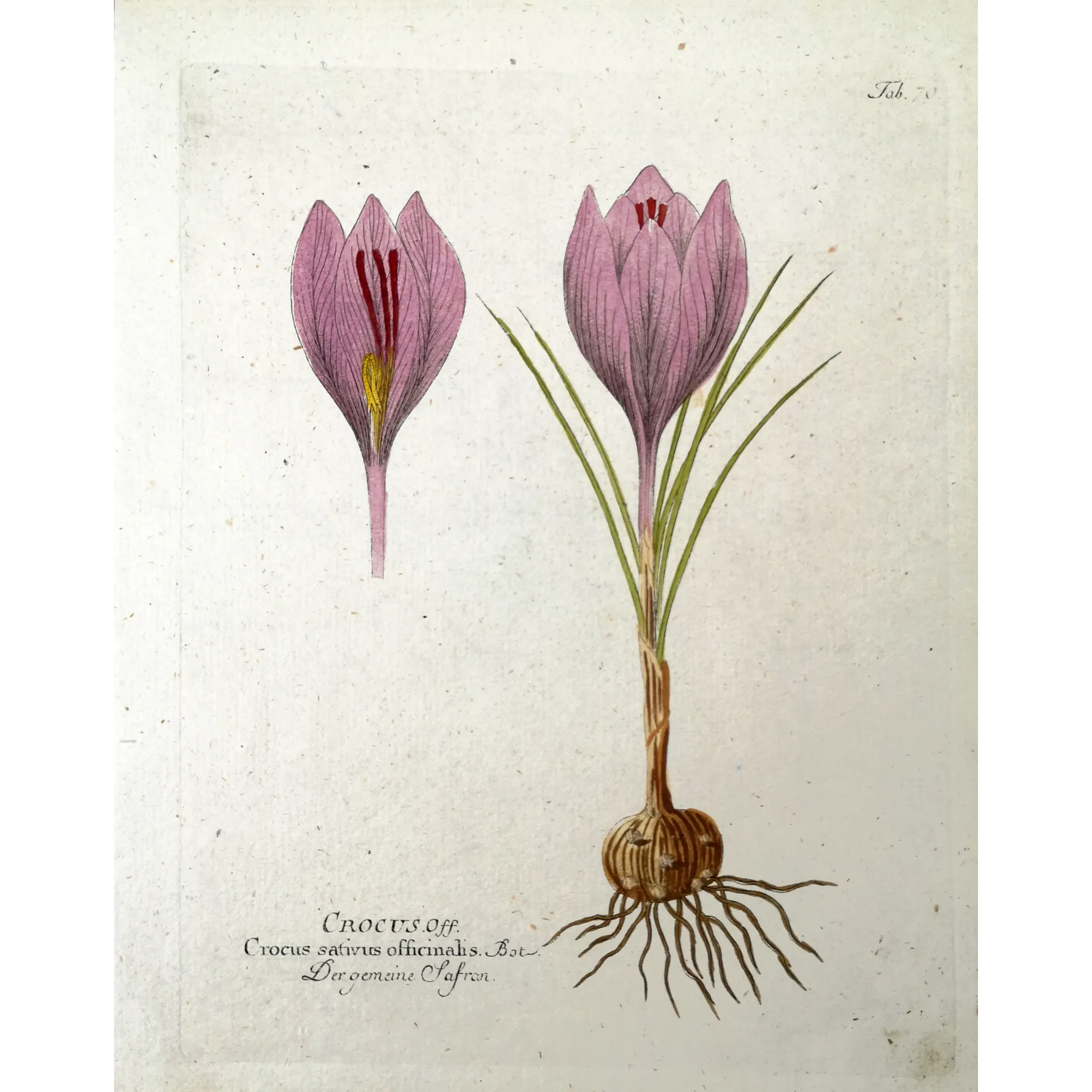 Antique Botanical Print – Ferdinand Bernhard Vietz – Saffron crocus