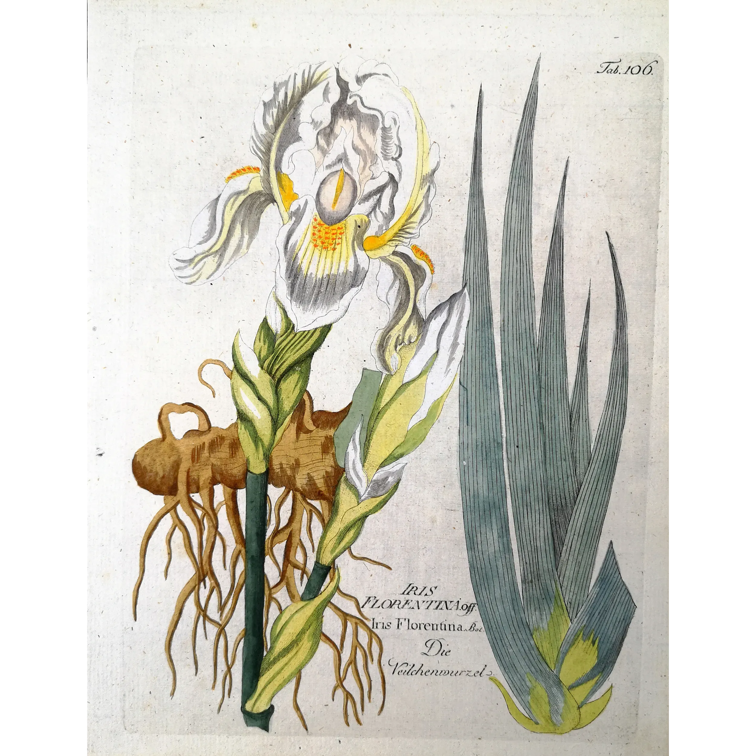 Antique Botanical Print – Ferdinand Bernhard Vietz – Florentine iris