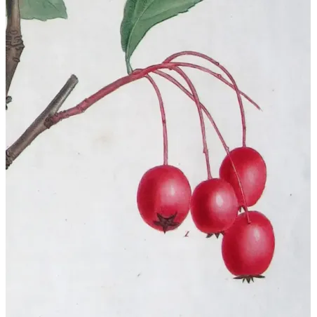 Antique Print by Pierre-Joseph Redouté – Plum-leaved Medlar (Mespilus prunifolia)