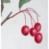 Plum-leaved Medlar (*Mespilus prunifolia*) / Nélier à feuille de Prunier -  Original engraving by Pierre-J Redouté (c.1801-1819)