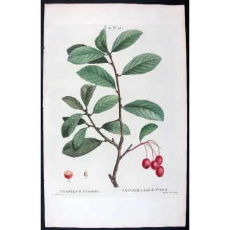 Antique Print by Pierre-Joseph Redouté – Plum-leaved Medlar (Mespilus prunifolia)