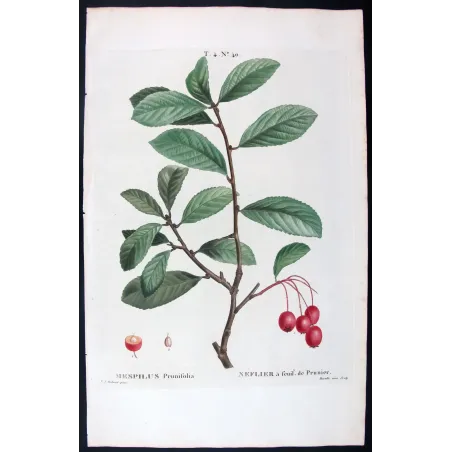 Antique Print by Pierre-Joseph Redouté – Plum-leaved Medlar (Mespilus prunifolia)