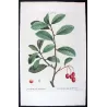 Plum-leaved Medlar (*Mespilus prunifolia*) / Nélier à feuille de Prunier -  Original engraving by Pierre-J Redouté (c.1801-1819)