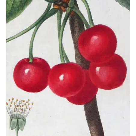 Antique Print by Pierre-Joseph Redouté – Cherry Tree (Cerasus)