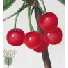 Cherry Tree (*Cerasus*) / Ceriser de Montmorency - Original engraving by Pierre-Joseph Redouté (c.1801-1819)