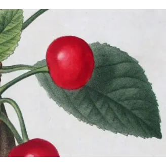 Antique Print by Pierre-Joseph Redouté – Cherry Tree (Cerasus)