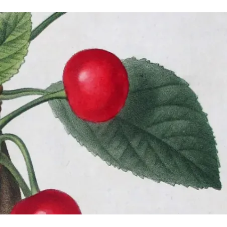 Antique Print by Pierre-Joseph Redouté – Cherry Tree (Cerasus)