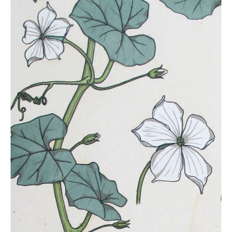 Gourd (Plate 13) – Eugène Grasset (1896) | Original Botanical Lithograph