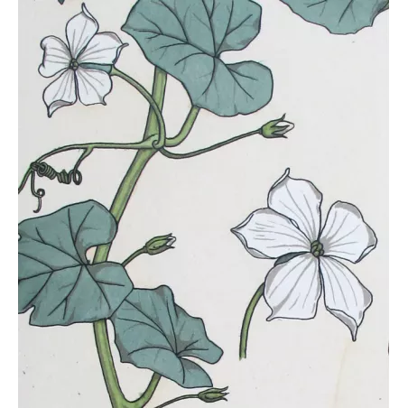 Gourd –  Eugène Grasset –  Original Art Nouveau Print